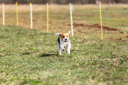 Dog running straight on camera and chasing coursing lure on green fieldの写真素材