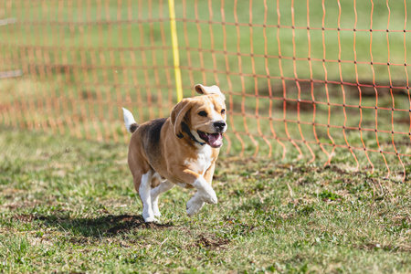 Dog running straight on camera and chasing coursing lure on green fieldの写真素材