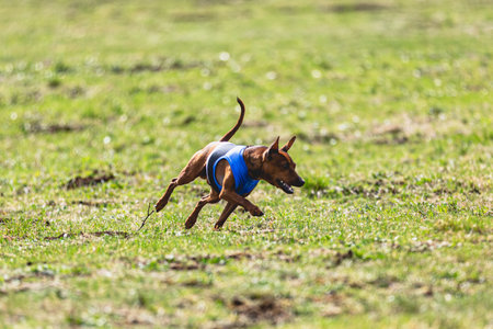 Dog running straight on camera and chasing coursing lure on green fieldの写真素材