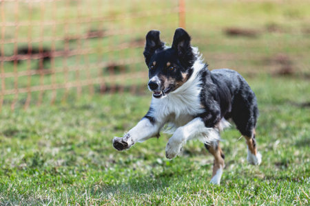 Dog running straight on camera and chasing coursing lure on green fieldの写真素材