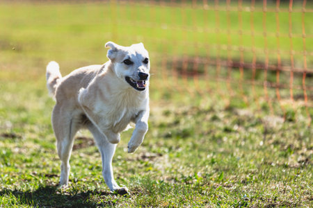 Dog running straight on camera and chasing coursing lure on green fieldの写真素材