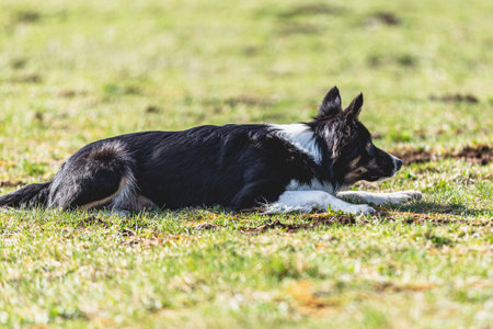 Dog running straight on camera and chasing coursing lure on green fieldの写真素材