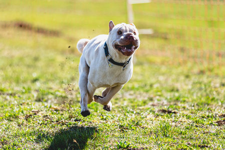 Dog running straight on camera and chasing coursing lure on green fieldの写真素材