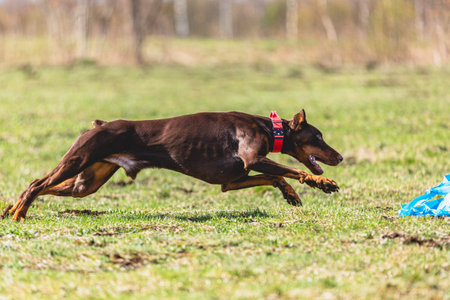 Dog running straight on camera and chasing coursing lure on green fieldの写真素材
