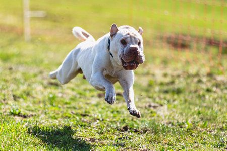 Dog running straight on camera and chasing coursing lure on green fieldの写真素材
