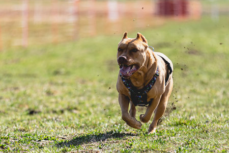 Dog running straight on camera and chasing coursing lure on green fieldの写真素材