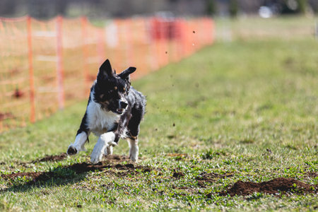 Dog running straight on camera and chasing coursing lure on green fieldの写真素材