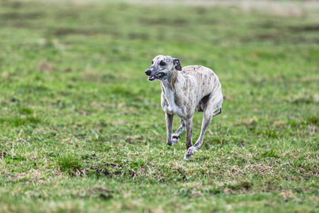 Dog running straight on camera and chasing coursing lure on green fieldの写真素材