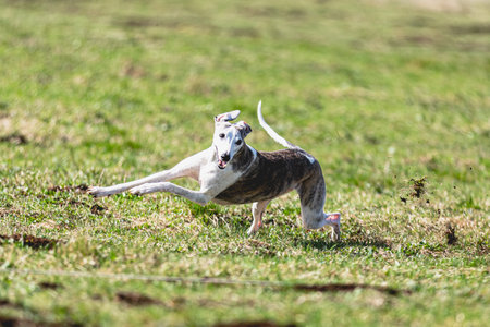 Dog running straight on camera and chasing coursing lure on green fieldの写真素材
