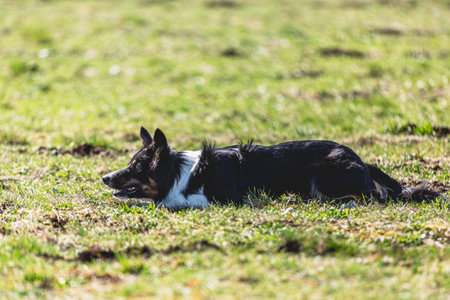 Dog running straight on camera and chasing coursing lure on green fieldの写真素材