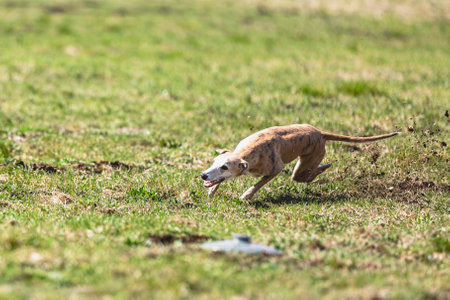 Dog running straight on camera and chasing coursing lure on green fieldの写真素材