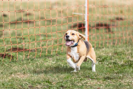 Dog running straight on camera and chasing coursing lure on green fieldの写真素材