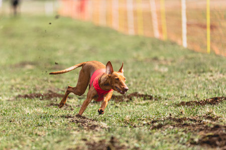 Dog running straight on camera and chasing coursing lure on green fieldの写真素材
