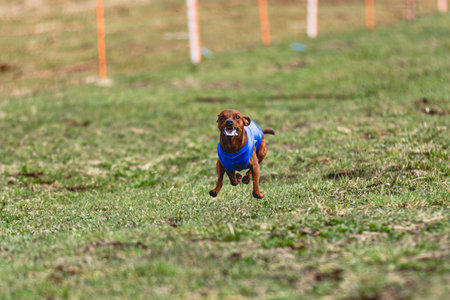 Dog running straight on camera and chasing coursing lure on green fieldの写真素材