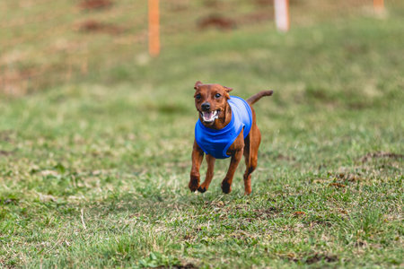 Dog running straight on camera and chasing coursing lure on green fieldの写真素材