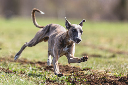 Dog running straight on camera and chasing coursing lure on green fieldの写真素材