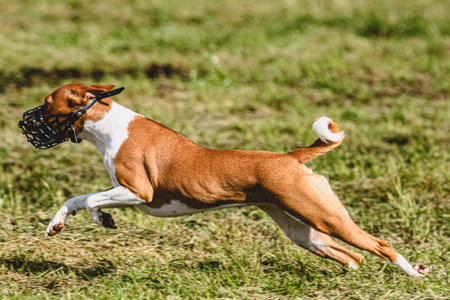 Dog running in autumn and chasing coursing lure on green fieldの写真素材