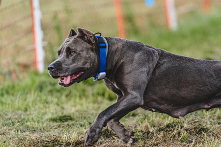 Dog running in autumn and chasing coursing lure on green fieldの写真素材