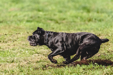 Dog running in autumn and chasing coursing lure on green fieldの写真素材