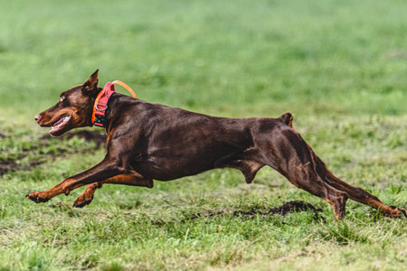 Dog running in autumn and chasing coursing lure on green fieldの写真素材