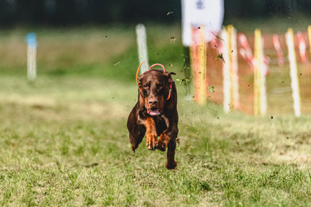 Dog running in autumn and chasing coursing lure on green fieldの写真素材