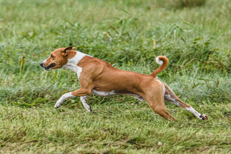Dog running in autumn and chasing coursing lure on green fieldの写真素材