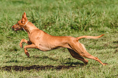 Dog running in autumn and chasing coursing lure on green fieldの写真素材