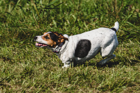 Dog running in autumn and chasing coursing lure on green fieldの写真素材