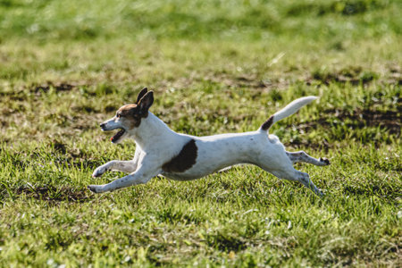 Dog running in autumn and chasing coursing lure on green field