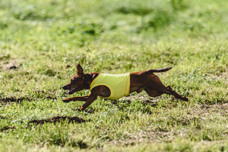 Dog running in autumn and chasing coursing lure on green fieldの写真素材