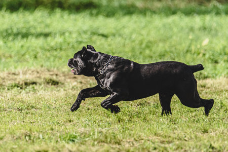Dog running in autumn and chasing coursing lure on green fieldの写真素材