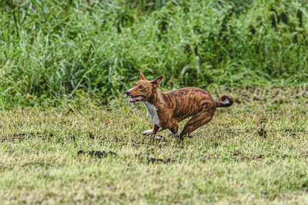 Dog running in autumn and chasing coursing lure on green fieldの写真素材