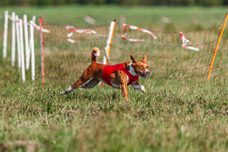 Basenji dog running in red jacket on coursing green fieldの写真素材