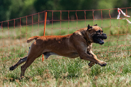 Cane Corso running across the fieldの写真素材