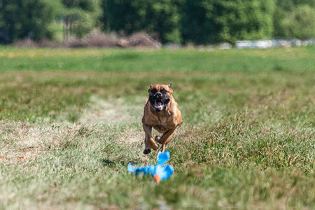 Cane Corso running across the fieldの写真素材