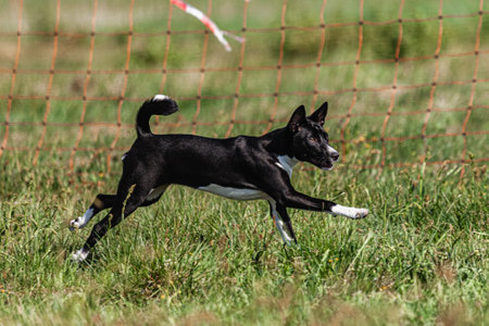 Basenji puppy first time running in field on competitionの写真素材