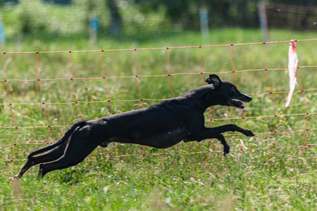 Whippet sprinter dog running and chasing on the fieldの写真素材