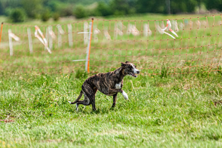 Whippet sprinter dog running and chasing on the fieldの写真素材