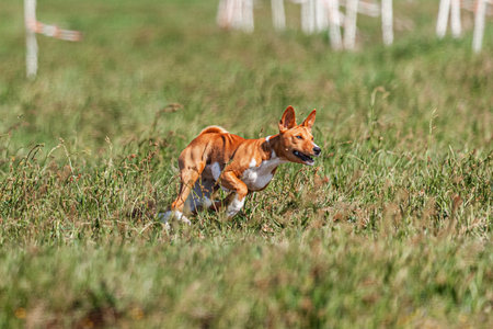 Basenji puppy first time running in field on competitionの写真素材