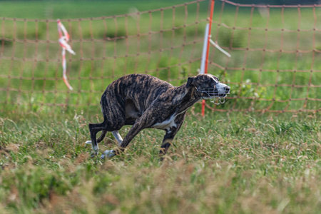 Whippet sprinter dog running and chasing on the fieldの写真素材