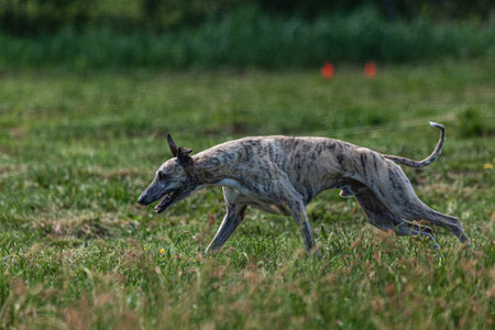 Whippet sprinter dog running and chasing on the fieldの写真素材