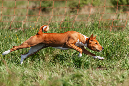 Basenji puppy first time running in field on competitionの写真素材