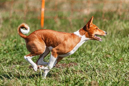 Basenji puppy first time running in field on competitionの写真素材