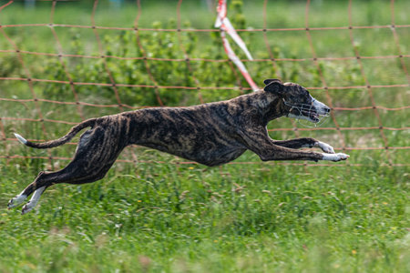 Whippet sprinter dog running and chasing on the fieldの写真素材