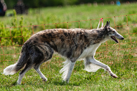 Borzoi dog running and chasing lure on green fieldの写真素材