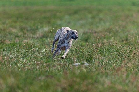 Whippet sprinter dog running and chasing on the fieldの写真素材