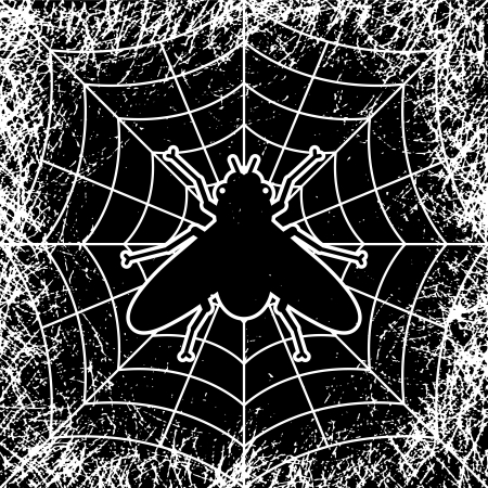 grunge image of black fly in spiderのイラスト素材
