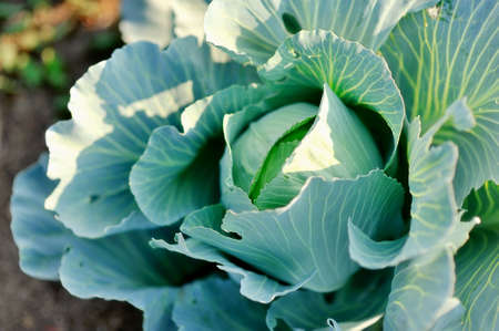 Cabbageの写真素材