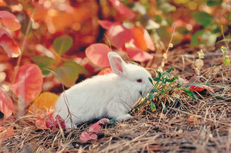 rabbitの写真素材