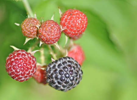 The branch of berries of different color ripens against green foliageの写真素材